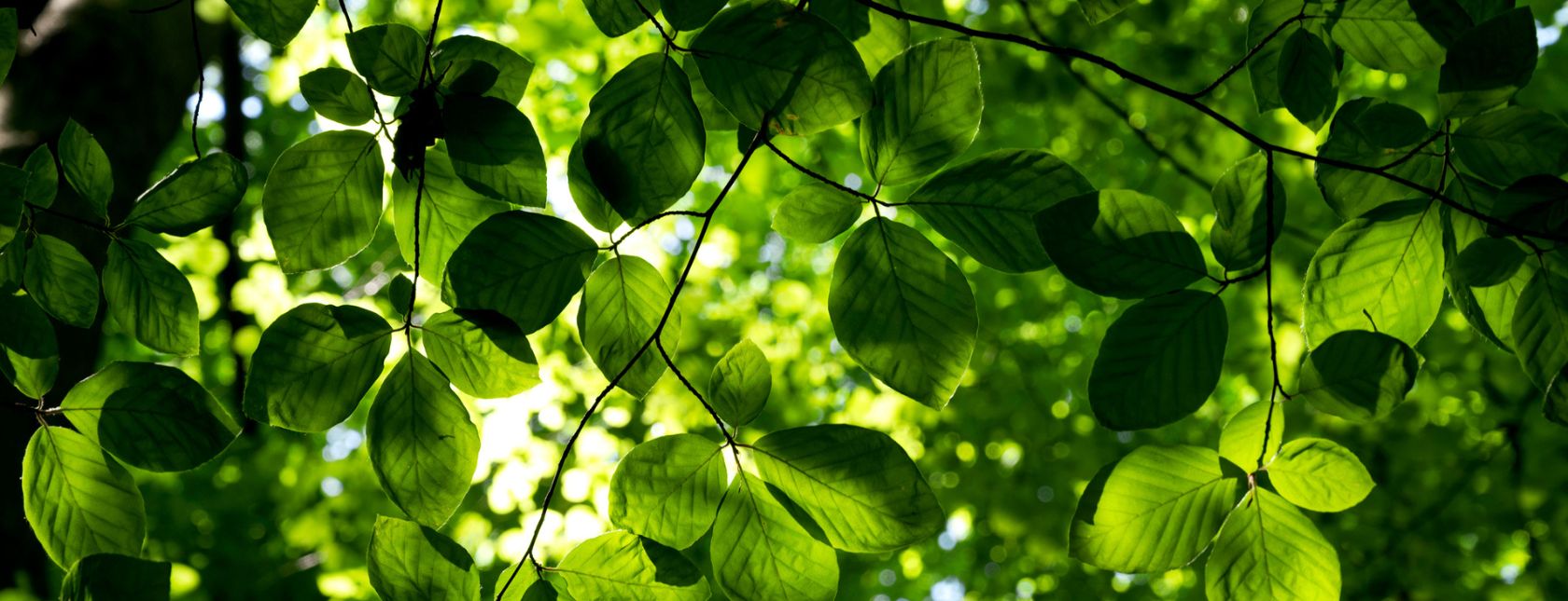 ISO 14001:2015 Requirements e-Learning kursus