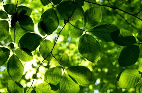 ISO 14001:2015 Requirements e-Learning kursus