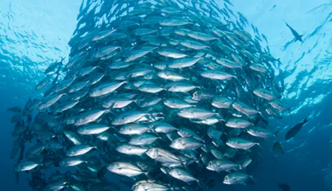 SDG 14 - Life below water