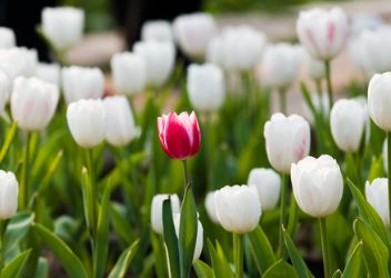 eLearning: Diversity and Inclusion awareness
