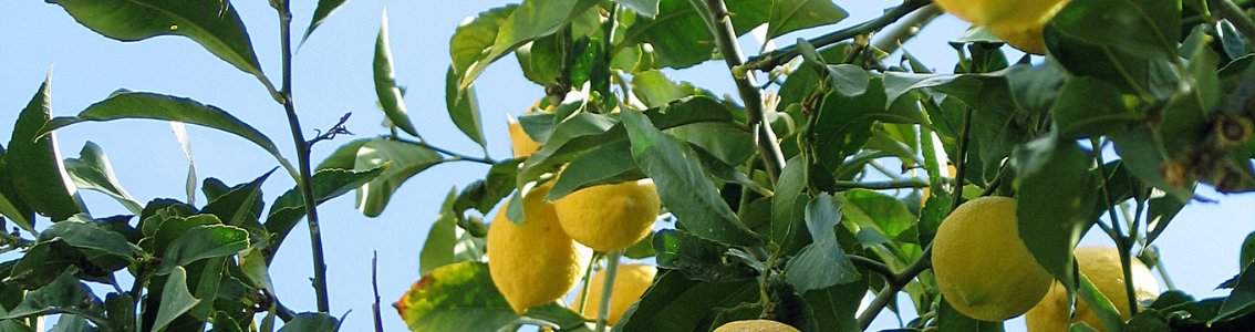 Citrontræ