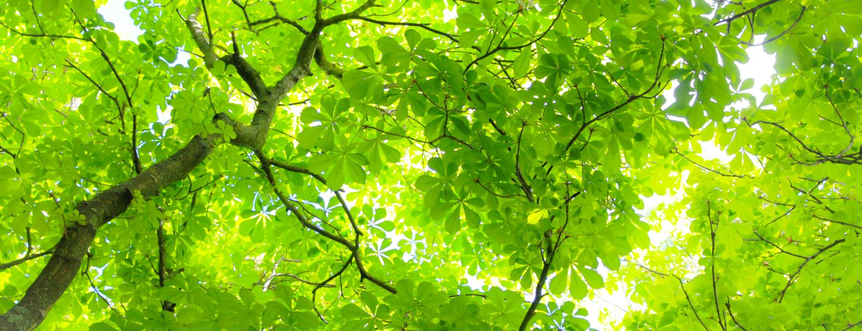 Bygning med glasvægge, der reflekterer træerne