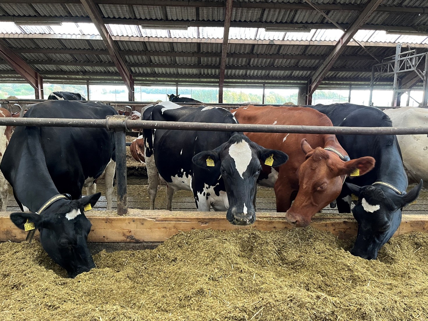 Certificering af malkekosbesætninger