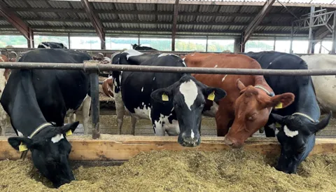 Certificering af malkekosbesætninger