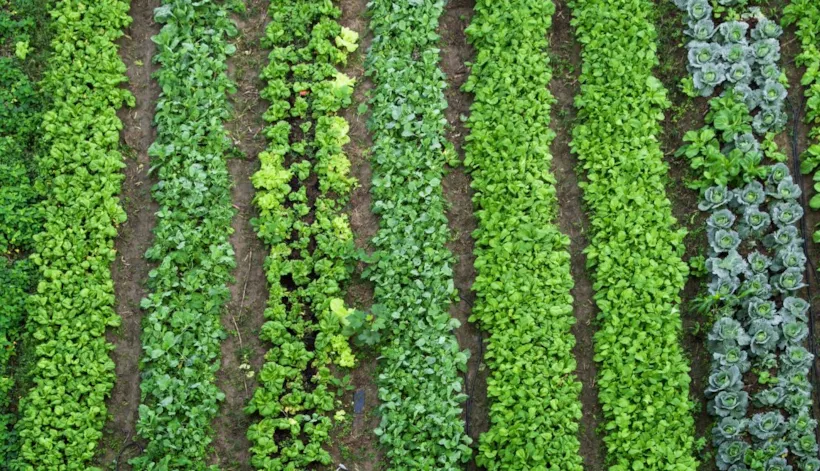 BRCGS Global Standard Food Safety Issue 9: Sites Training