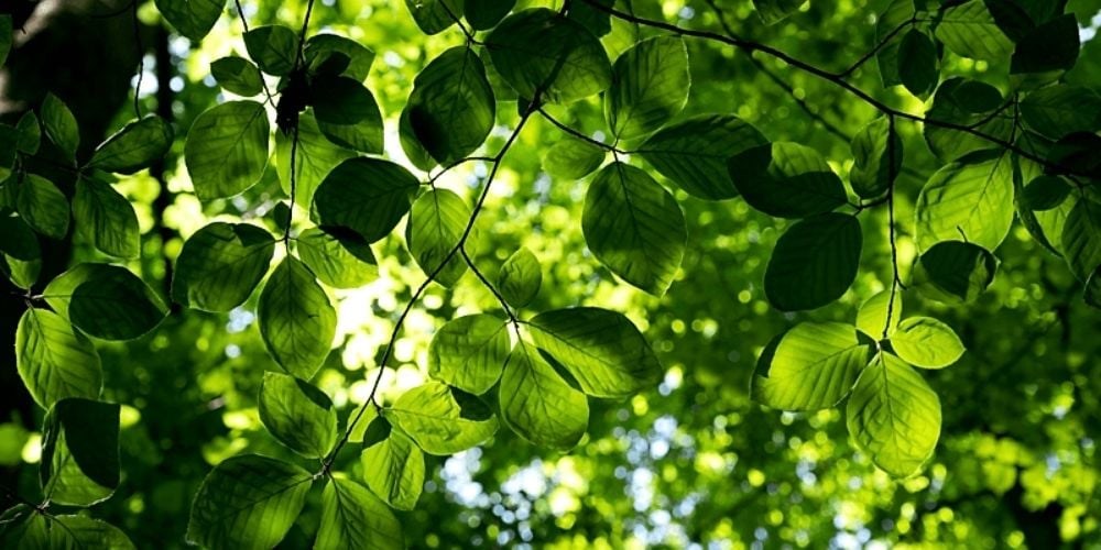 eLearning: Requirements course on ISO 14001:2026