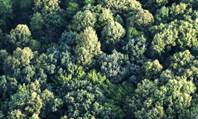 FSC® Chain of Custody-certificering