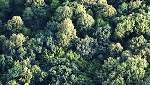 FSC® Chain of Custody-certificering