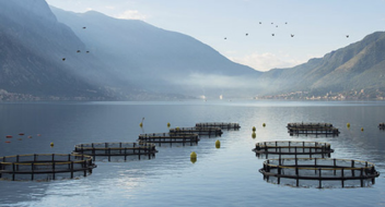 GLOBALG.A.P IFA Akvakultur version 6