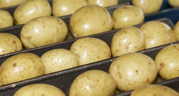 GLOBALG.A.P IFA Planter version 6