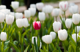 ISO 30415- Human Resource Management: Diversity & Inclusion Awareness Course