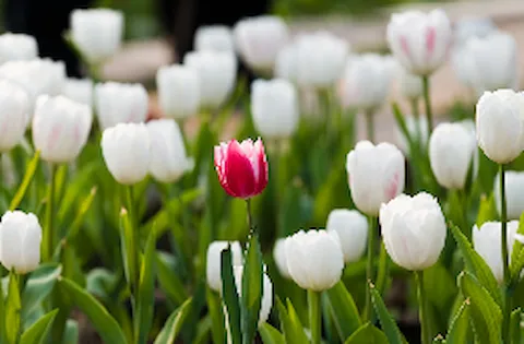 ISO 30415- Human Resource Management: Diversity & Inclusion Awareness Course