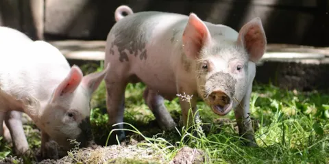 Pig Farm