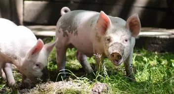 DNV overtager opgaven med at lave audit og kontrol af danske griseproducenter